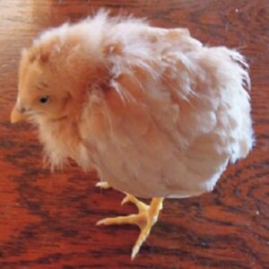 Keeping Baby Chicks Healthy Image